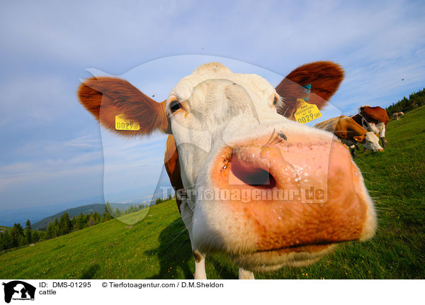 Rinder / cattle / DMS-01295