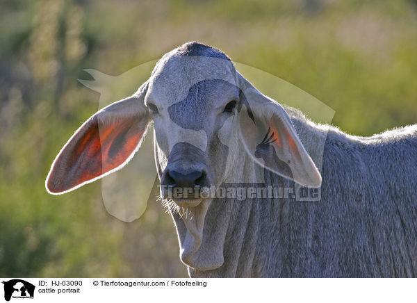 cattle portrait / HJ-03090