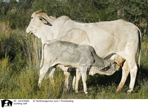 sucking calf / HJ-03092