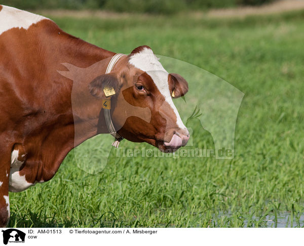 Kuh / cow / AM-01513