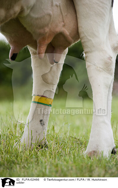 Euter / udder / FLPA-02466