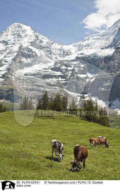 dairy cows / FLPA-02541