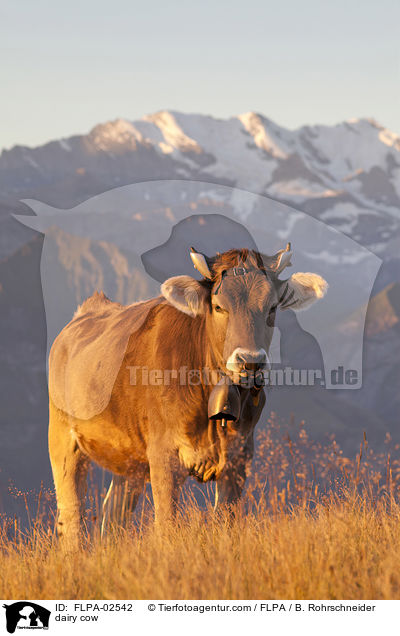 dairy cow / FLPA-02542