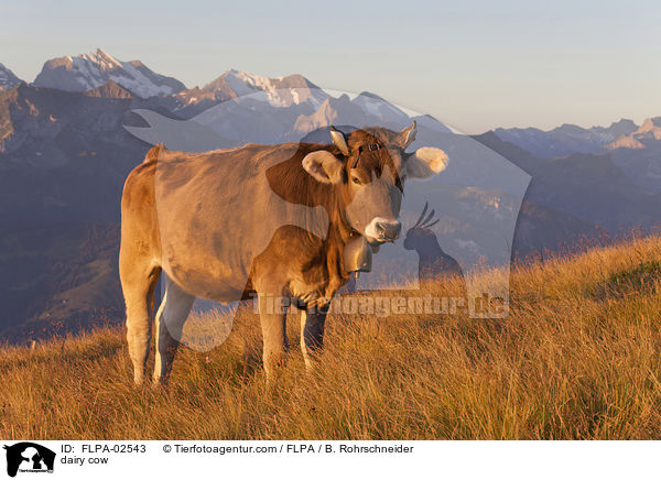 dairy cow / FLPA-02543