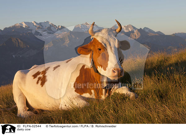 dairy cow / FLPA-02544