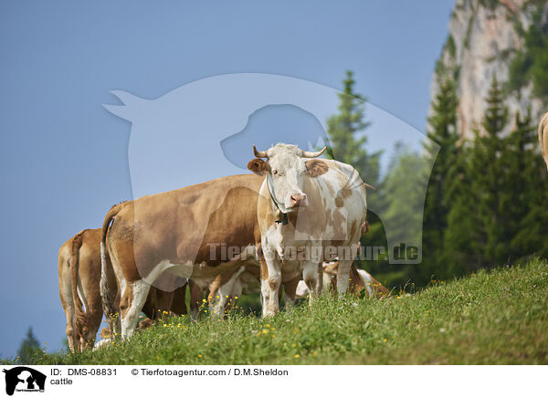 Rinder / cattle / DMS-08831