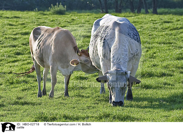 Rinder / cattle / HBO-02718