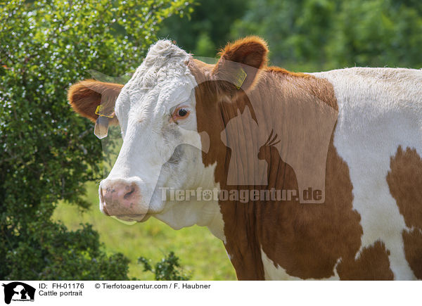 Rind Portrait / Cattle portrait / FH-01176