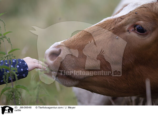 Rind / cattle / JM-06648
