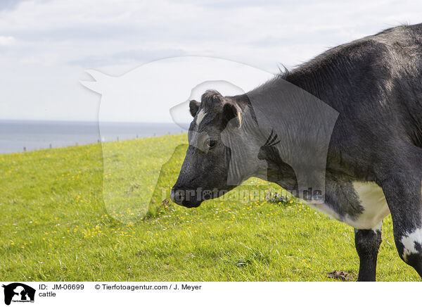 Rind / cattle / JM-06699