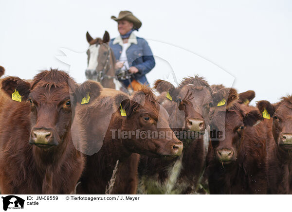 cattle / JM-09559