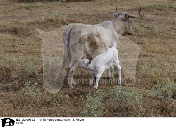 Rinder / cattle / JM-09662