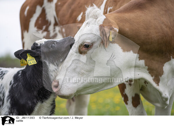Rinder / cattle / JM-11393