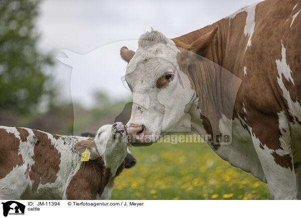 Rinder / cattle / JM-11394
