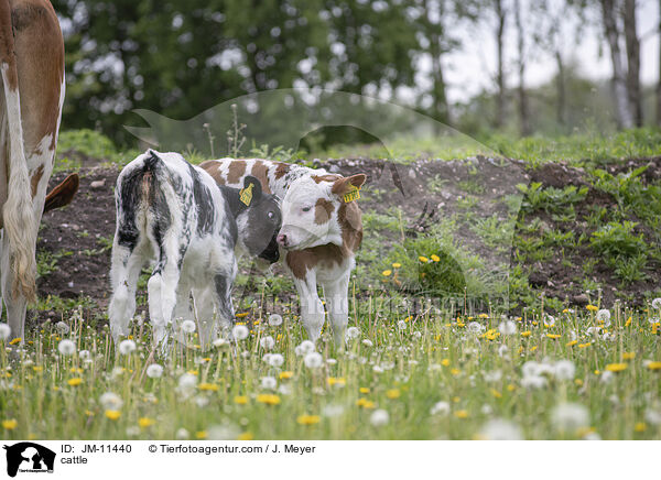 Rinder / cattle / JM-11440