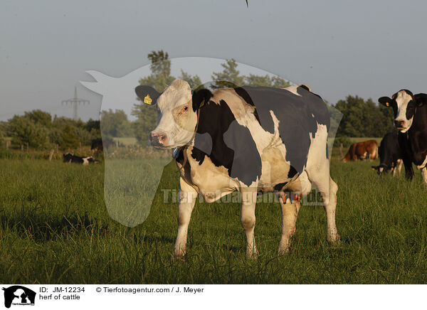 herf of cattle / JM-12234