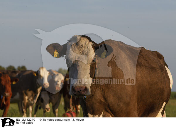 herf of cattle / JM-12240