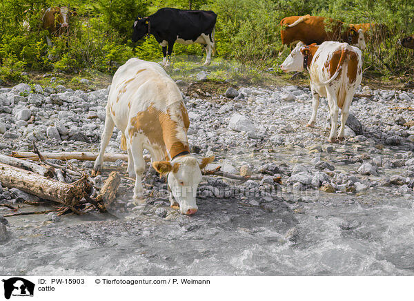 Rinder / cattle / PW-15903