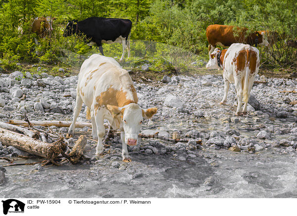 Rinder / cattle / PW-15904