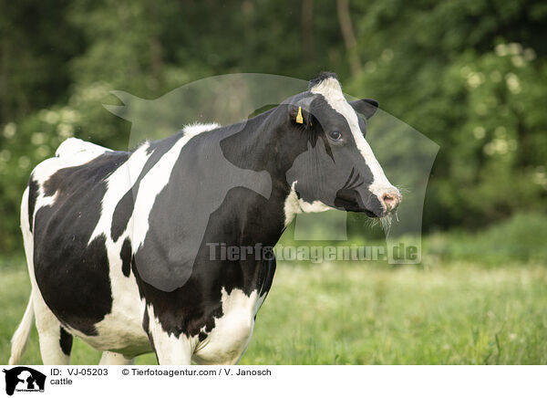 Rind / cattle / VJ-05203