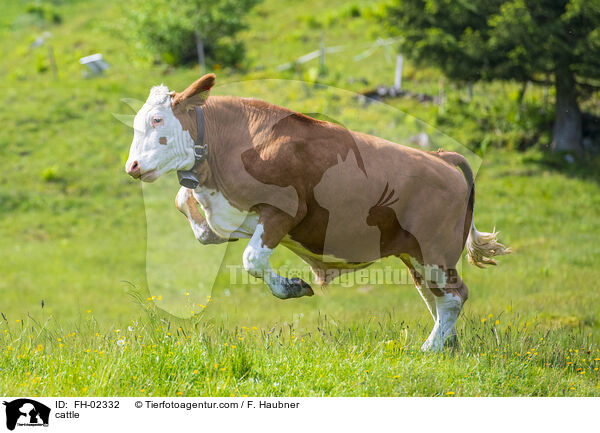 Rind / cattle / FH-02332