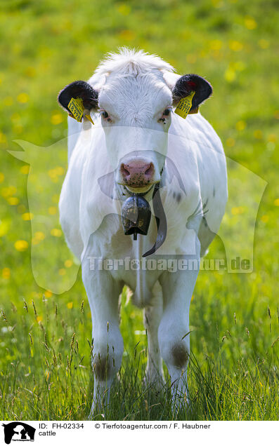 Rind / cattle / FH-02334