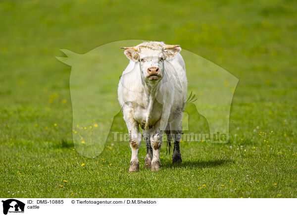 Rind / cattle / DMS-10885