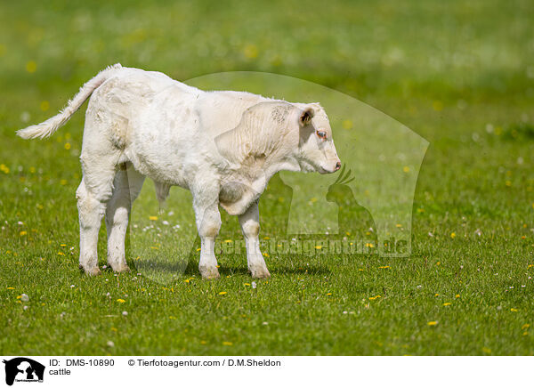 Rind / cattle / DMS-10890