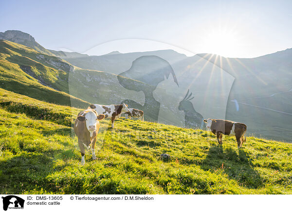 Hausrind / domestic cattle / DMS-13605