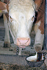 cow