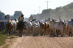 Cowboys and cattle