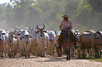 Cowboys and cattle