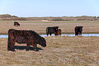 cattles