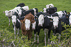 dairy cows