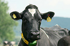 cattle
