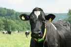 cattle