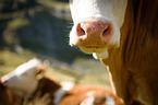 cattle