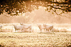 cattle