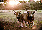 cattle