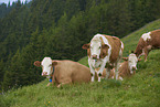 cattle