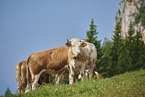 cattle
