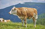 cattle
