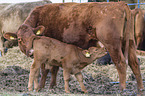 cattle