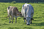 cattle