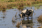 cattle