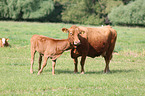 cattle