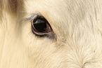 eye of a cattle
