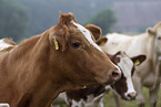 cattles