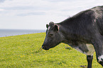 cattle
