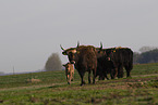 cattles